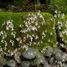 Saxifraga stolonifera