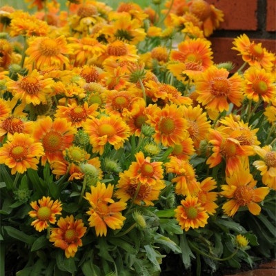 Gaillardia arizona "Apricot"