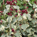 HIBISCUS SYRIACUS „VARIEGATA“