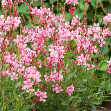 Gaura lindheimari "Pink"