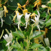 Lonicera Hall s Prolific"