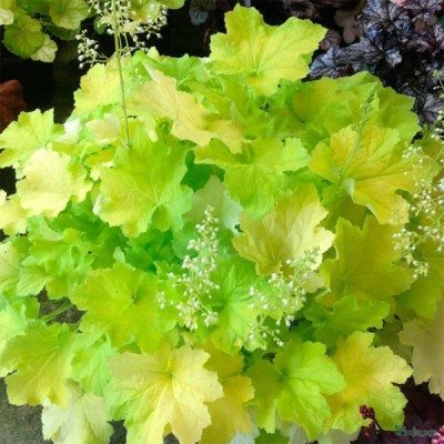 Heuchera "Pistache"