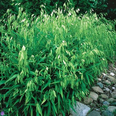 Chasmanthium latifolium