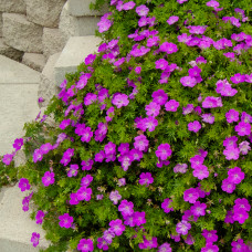 Geranium  "Max Frei"