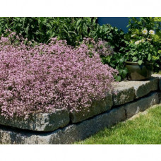 Gypsophila rosea