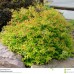 Spiraea x bumalda Goldflame