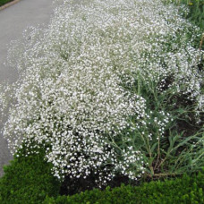 Gypsophila paniculata