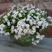 Gypsophila cerastioides 