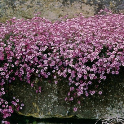 Gypsophila repens "Rosea"