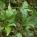 Hedera helix "Triton"