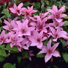 Clematis "Hagley Hybrid"