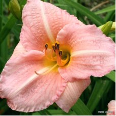 Hemerocallis "Angels"