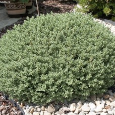 Hebe pinguifolia 'Sutherlandii'