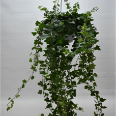 Hedera Helix