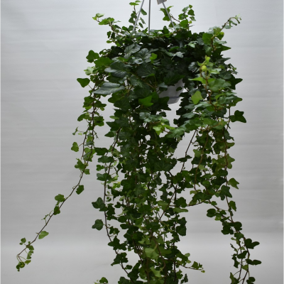 Hedera Helix