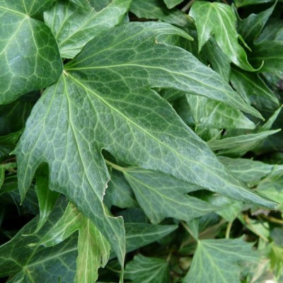 Hedera  "Fen Finger"