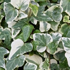 Hedera Helix „Glacier“