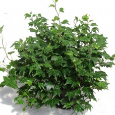 Hedera helix (patuljasta)