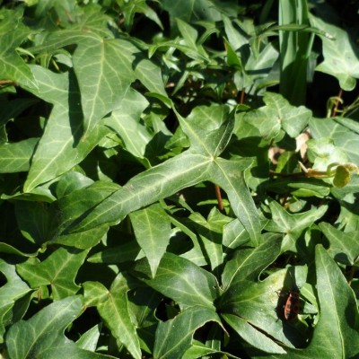 Hedera Helix " Sagittifolia"