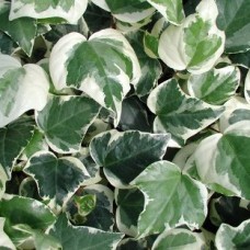 Hedera " Canariensis variegata"