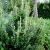 Hedera helix "Erecta"