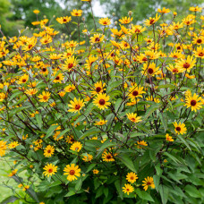 Heliopsis helianthoides