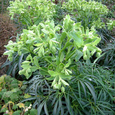 Helleborus viridis