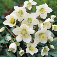Helleborus "Niger Preacox" Helleborus "Niger Preacox"