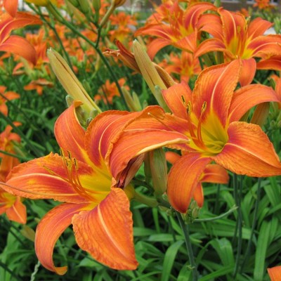 Hemerocallis