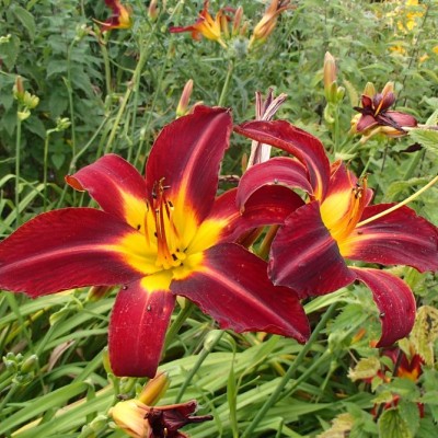 HEMEROCALLIS STAFFORD