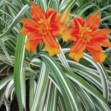 Hemerocallis sa sarenim listom