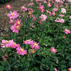 Anemona hupenensis "Prinz Heinchrich"