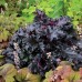Heuchera "Black Taffeta"