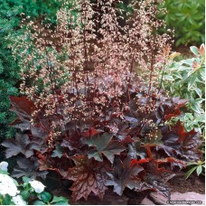 HEUCHERA PALACE PURPLE