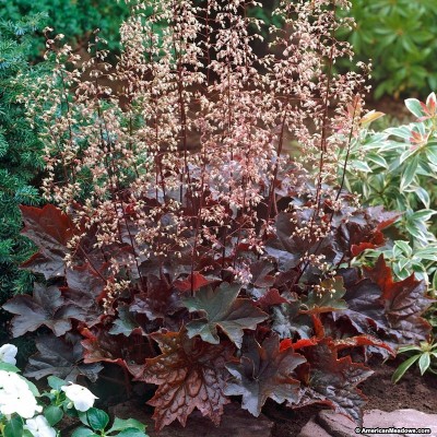 HEUCHERA PALACE PURPLE