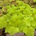 Heuchera "Pistache"
