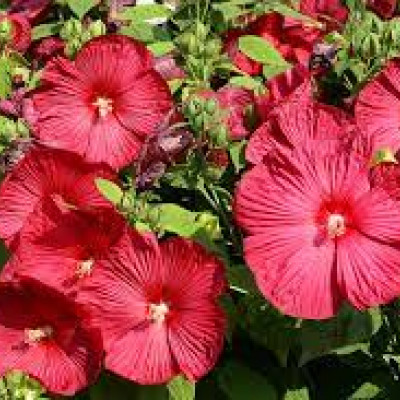 Hibiscus moscheutos 