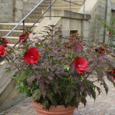 Hibiscus m. "Carousel Red Wine"