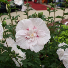 Hibiscus syriacius Chine  Chiffon