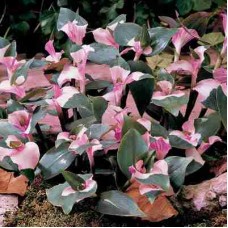 Tradescantia  "Maiden's Blush"