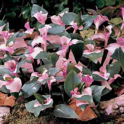 Tradescantia  "Maiden's Blush"