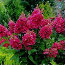 Hydrangea paniculata "Wims Red"