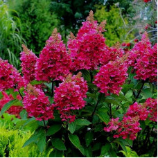 Hydrangea paniculata "Wims Red"