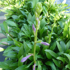 Hosta Clausa normalis