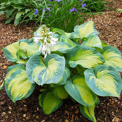 Hosta "Color Glory"