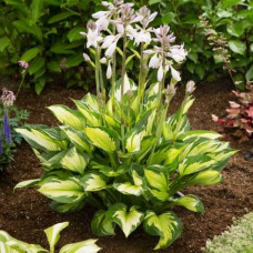 Hosta "Colored Hulk"