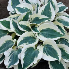 Hosta  "Minuteman"