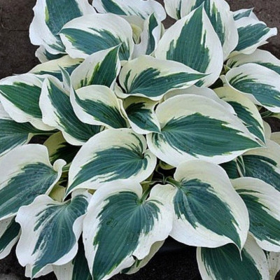 Hosta  "Minuteman"