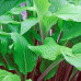 Hosta "Gooseberry Sundae"