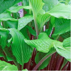 Hosta "Gooseberry Sundae"